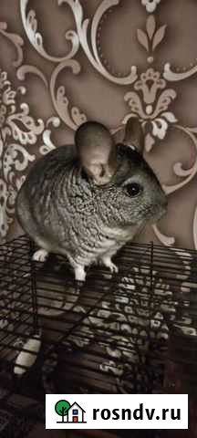 Шиншилла Курчатов - изображение 1