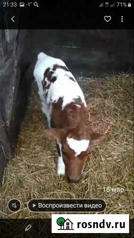 Телка от высокоудойной коровы Сагопши - изображение 1