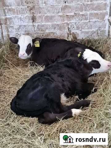 Телята бычки Казанская - изображение 1