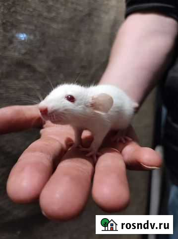 Крысята мальчики дамбо и стандарт 1 месяц Краснодар - изображение 1