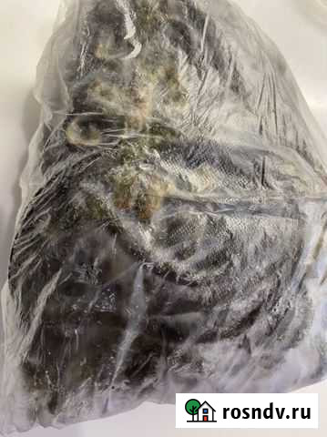 Папоротник замороженый урожай 2021г Новокузнецк - изображение 1