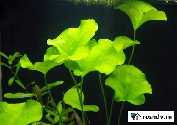 Растения Россошь - изображение 1