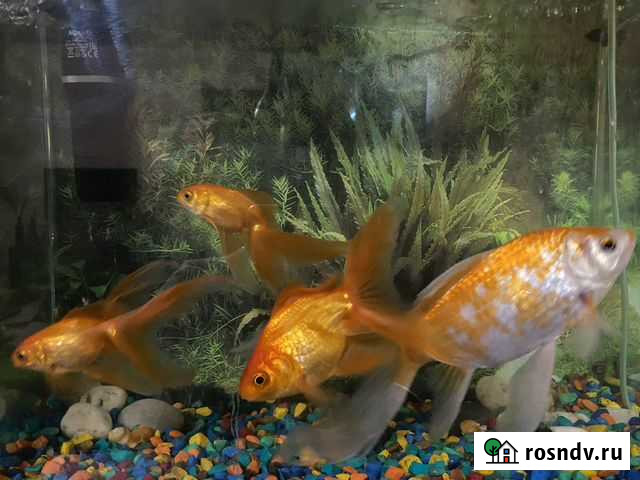 Аквариумные рыбки Волжский - изображение 1
