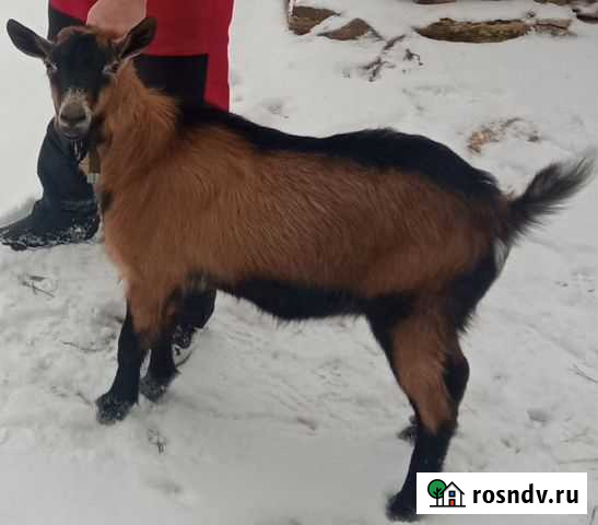 Козел альпо/чех Пестрецы - изображение 1