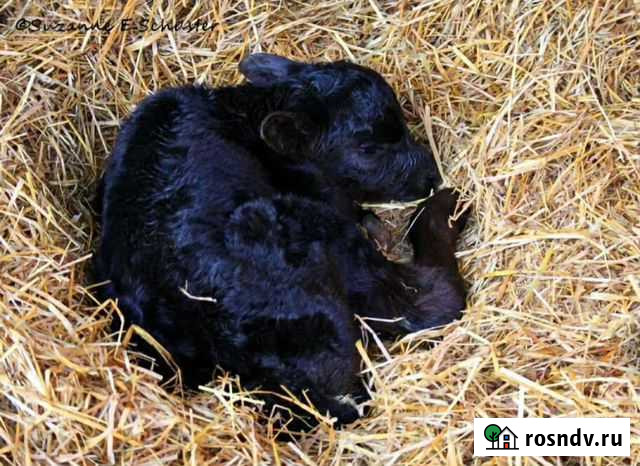 Телочка Романовская - изображение 1