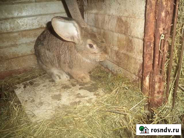 Кролики великаны.калифорнийцы Волгодонск - изображение 1