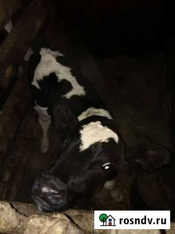 Бык Промышленная - изображение 1