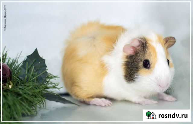 Морские свинки(тексель, скиникарриер, стандарт) Омск - изображение 1