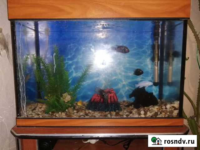 Аквариум с тумбой Икша - изображение 1