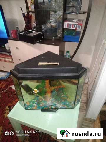 Аквариум с двумя рыбками Екатеринбург - изображение 1