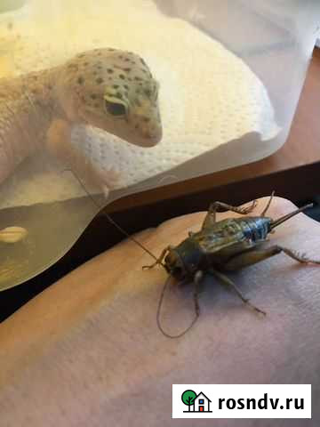 Сверчки живые,зофобус,мучник,тараканы (продажа шт) Москва - изображение 1
