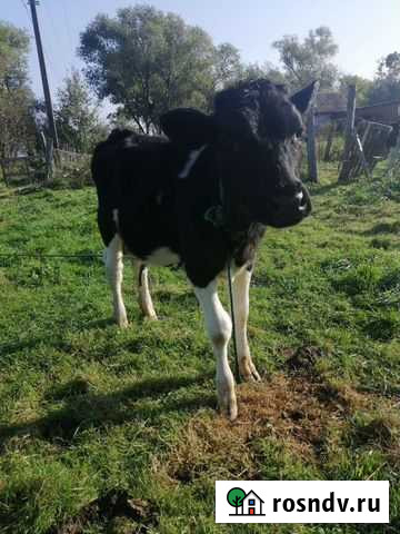 Тёлочка Гурьевск - изображение 1