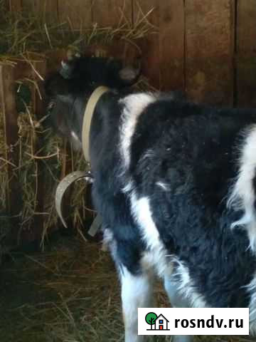 Быки на мясо Мариинский Посад - изображение 1