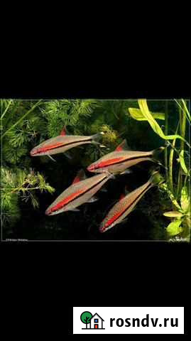 Барбус денисони,акулий балу Киров - изображение 1