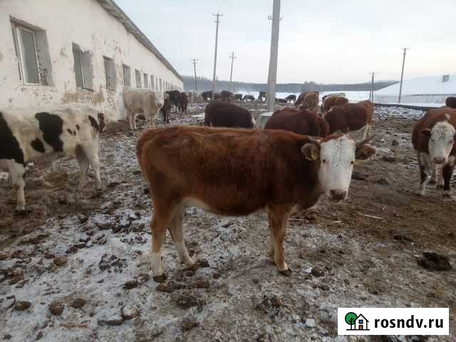 Нетели семментальской породы Учалы - изображение 1