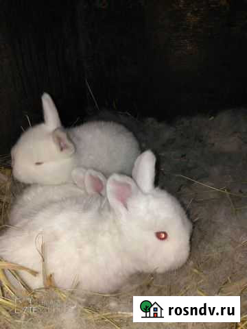 Кролики Ленинск-Кузнецкий - изображение 1