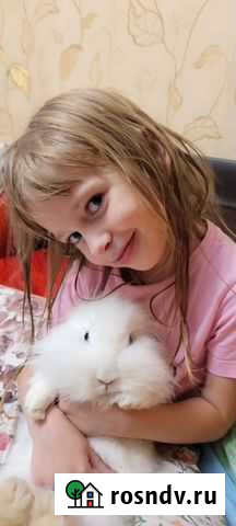 Декоративные кролики мини Подольск - изображение 1