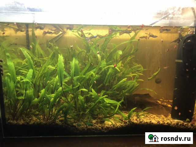 Аквариум Самара - изображение 1