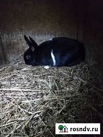 Кролик декоративный Кострома - изображение 1