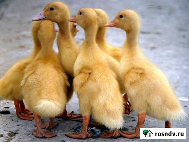 Домашняя птица Белгород - изображение 1