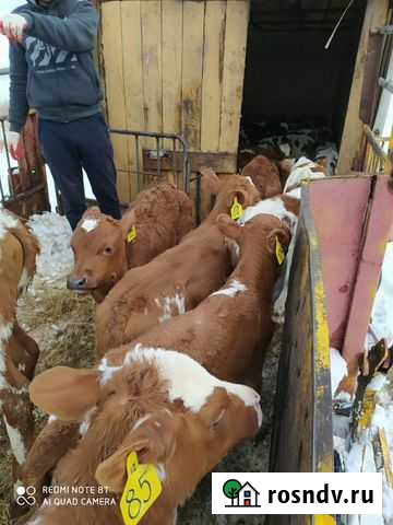 Бычки Симентал Айшир Лимузин Колпны - изображение 1