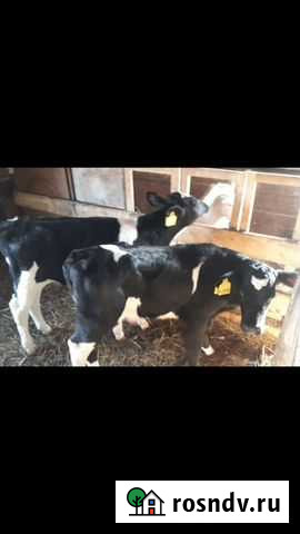Телята Бычки Тёлочки Заринск - изображение 1