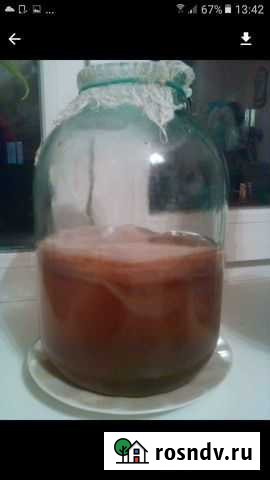 Чайный гриб Ангарск - изображение 1