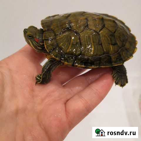 Черепаха бесплатно Пенза - изображение 1