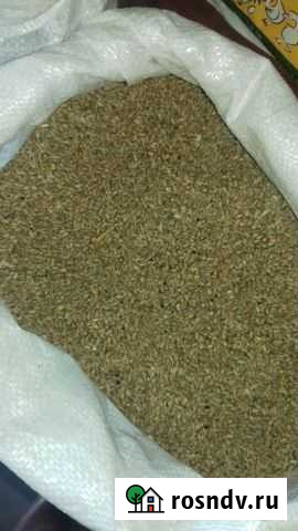 Пшеница Калининград - изображение 1