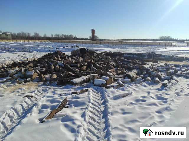 Сосна и Листвяк дровяной Возжаевка - изображение 1