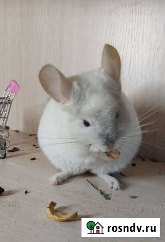 Шиншилла белый фиолет 67 ангоры Волжский - изображение 1