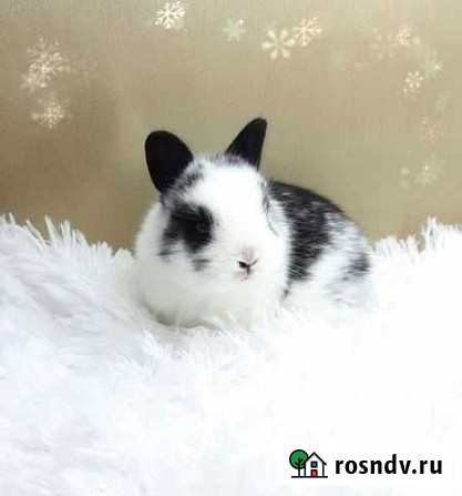 Карликовые мини крольчата Москва - изображение 1