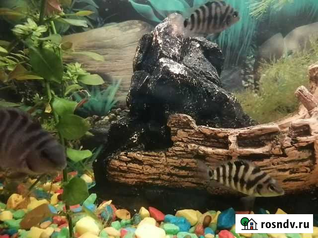 Аквариумная рыбка цихлазома Донецк - изображение 1