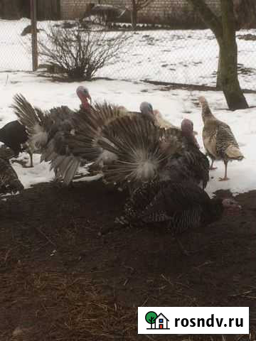 Индюки и индюшки Черняховск - изображение 1