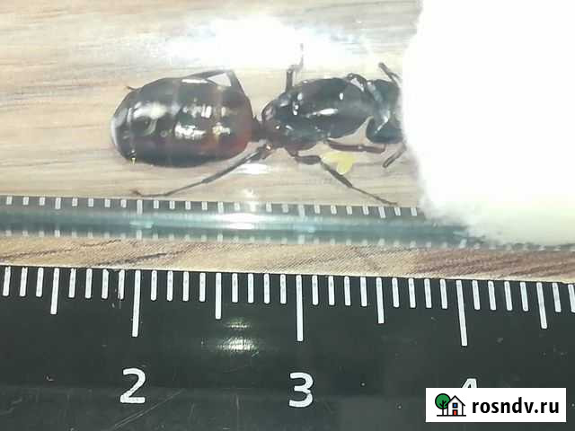 Европейский муравей camponotus ligniperda Москва - изображение 1