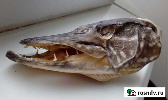 Рыба в коллекцию Москва - изображение 1