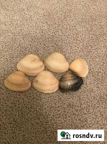 Ракушки из города Сочи Грозный - изображение 1