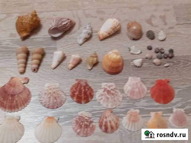 Ракушки, обмен Чита - изображение 1