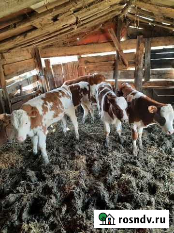 Быки Армавир - изображение 1