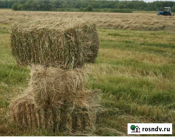 Сено в тюках третий укос люцерна Горячий Ключ - изображение 1