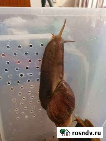 Улитки ахатины Краснообск - изображение 1