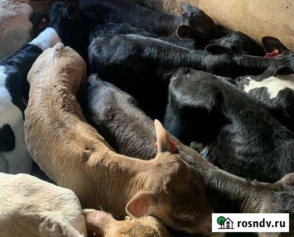 Бычки отпоенные и молочные Песчанокопское - изображение 1