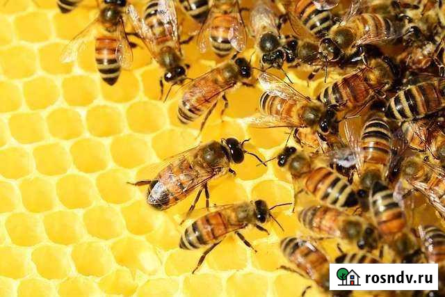 Пчелопакеты Кропоткин - изображение 1