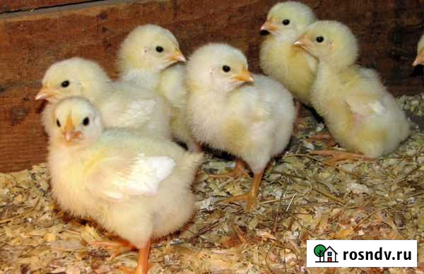 Суточные цыплята бройлеры Саратов - изображение 1