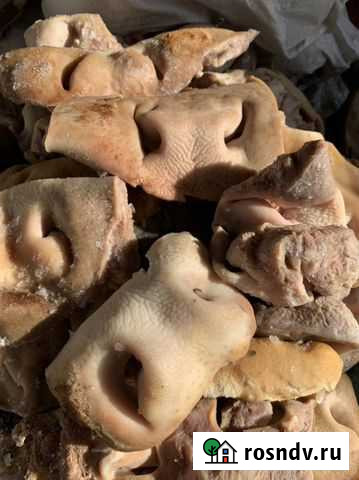 Мясо говядина для собак Волгодонск - изображение 1