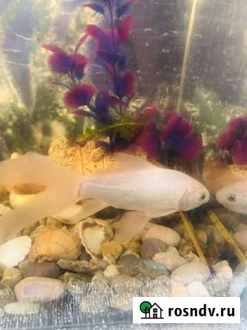 Аквариумные рыбки Таганрог - изображение 1