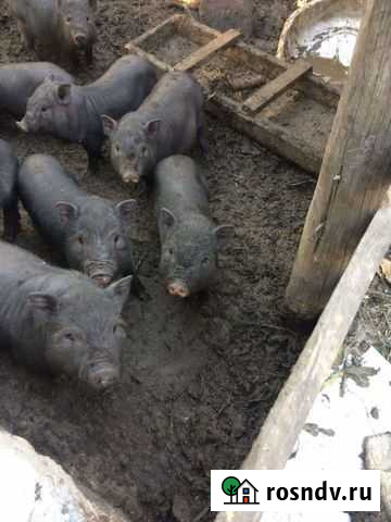 Вьетнамск вислобрюхий поросенок Грязи - изображение 1