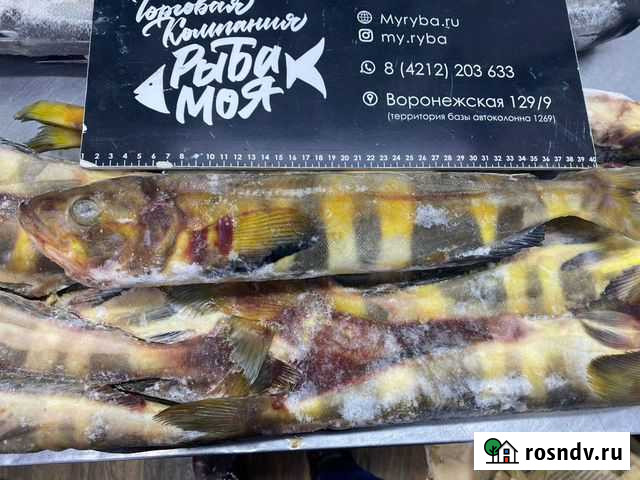 Окунь Терпуг Хабаровск - изображение 1