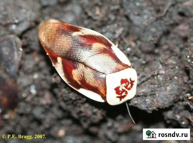 Тараканы для коллекции Новосибирск - изображение 1