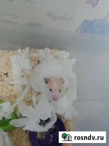 Сирийский хомяк бесплатно Новоалтайск - изображение 1